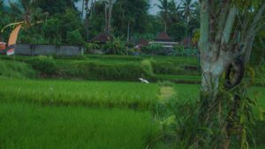 Green rice paddies sit beneath lush trees.