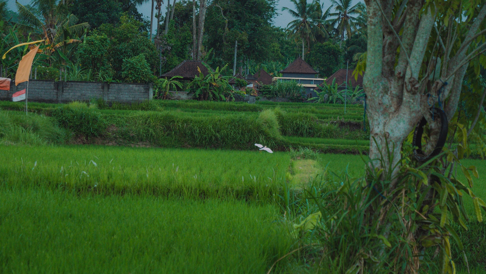 Green rice paddies sit beneath lush trees.