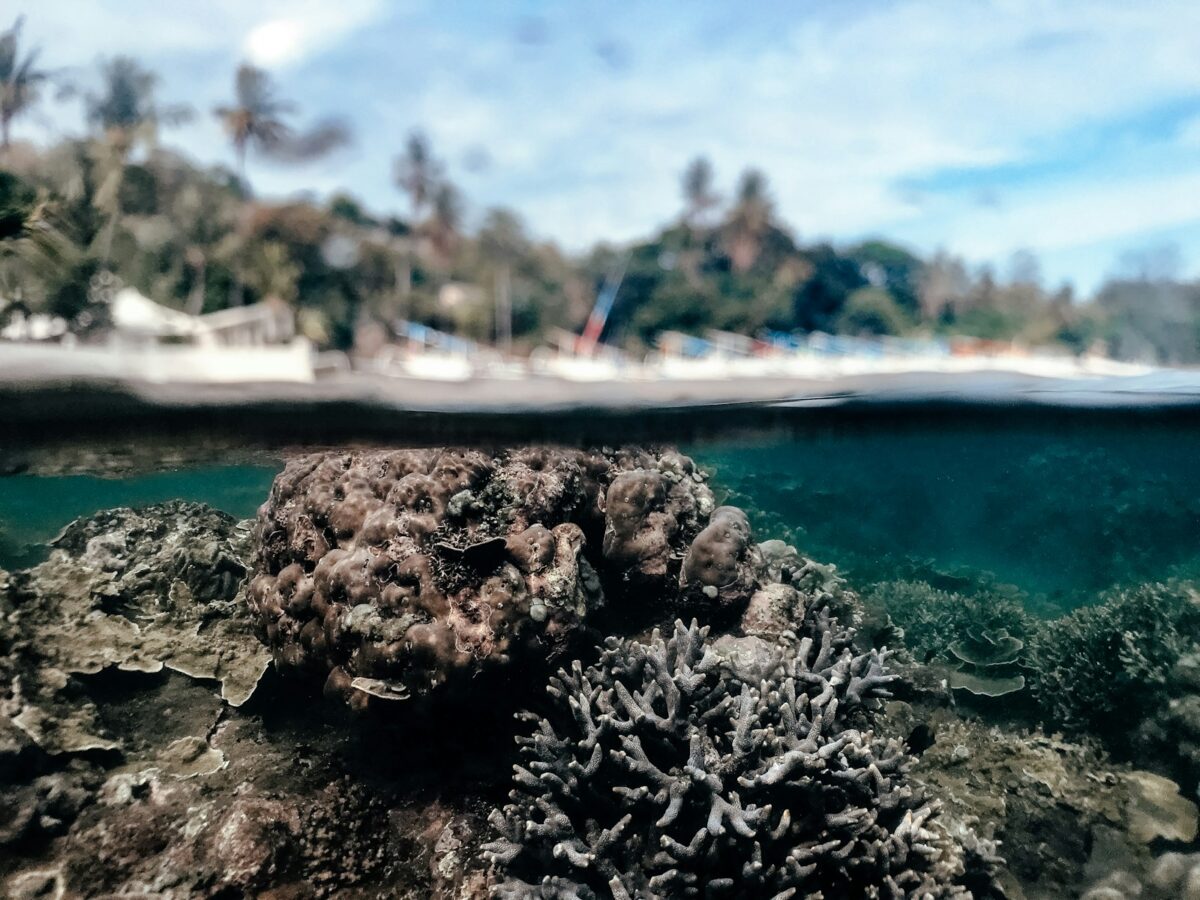An underwater view of a coral reef with a beach in the background